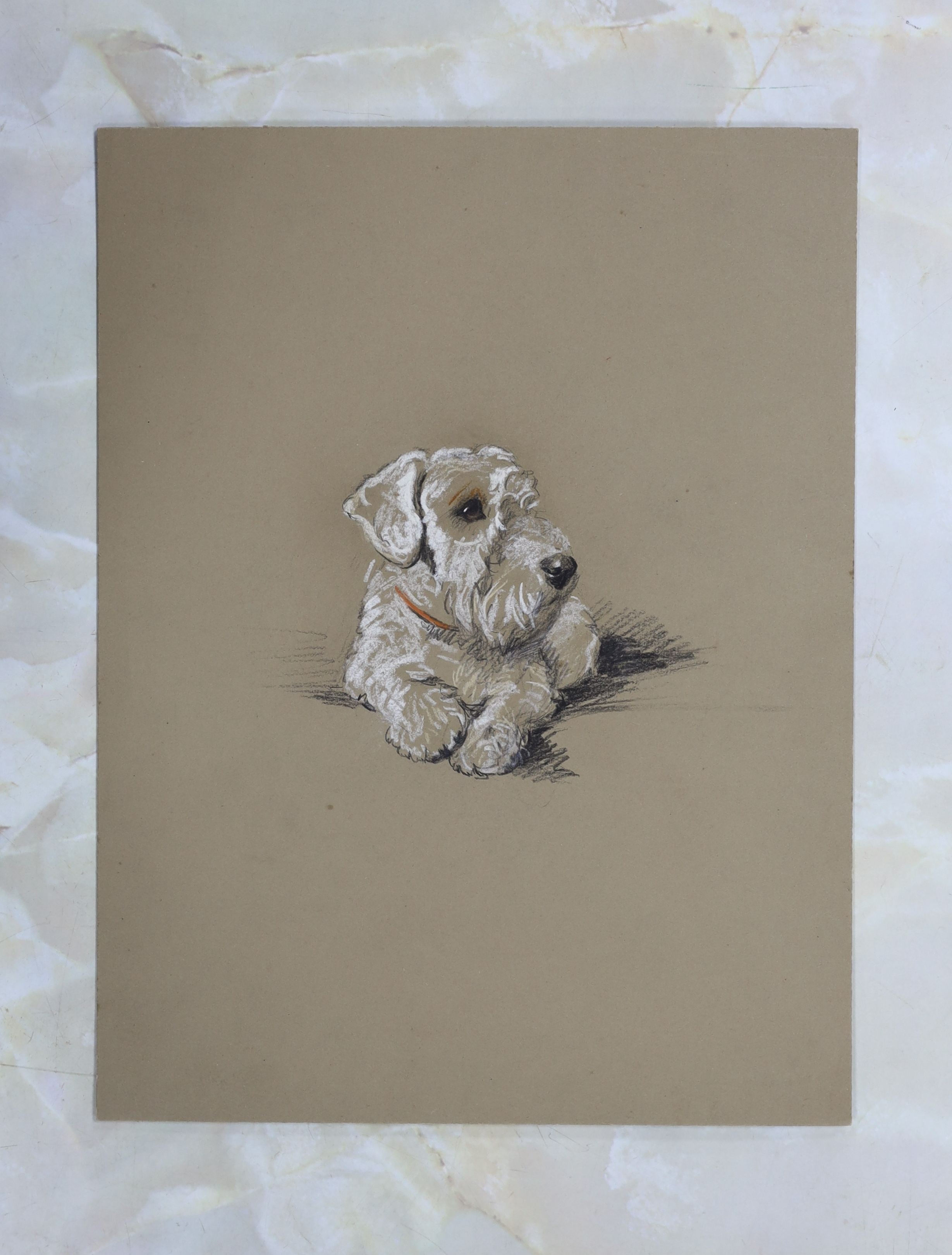 Lucy Dawson (1875-1954), pastel on buff card, 'Posing' portrait of a white terrier, unsigned, title inscribed verso, 34 x 26cm